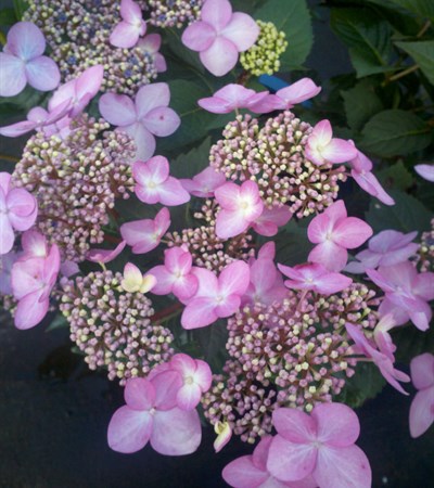 Bigleaf Hydrangea Endless Summer® Twist-n-Shout®